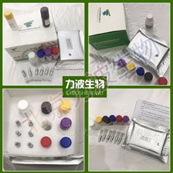 LB122人类白细胞抗原G（HLA-G）检测试剂盒